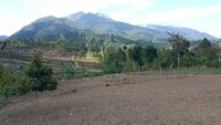 Potret Botaknya Hutan di Gunung Rinjani Bagian Timur