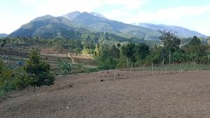 Potret Botaknya Hutan di Gunung Rinjani Bagian Timur