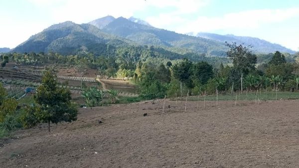 Potret Botaknya Hutan di Gunung Rinjani Bagian Timur