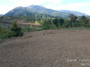 Potret Botaknya Hutan di Gunung Rinjani Bagian Timur