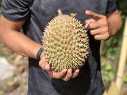 Bikin Ngakak! Kejadian Kocak dan Aneh Ini Karena Buah Durian