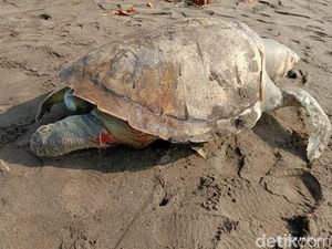 Seekor Penyu Mati Penuh Luka Terdampar di Pantai Pangandaran