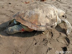 Seekor Penyu Mati Penuh Luka Terdampar di Pantai Pangandaran