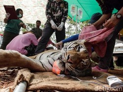 Lebih dari 75 Harimau Mati Setelah Diselamatkan dari Kuil