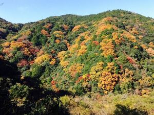 Musim Gugur yang Penuh Warna di Jepang