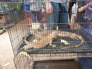 Asyik, Ada Aneka Flora dan Fauna di Lapangan Banteng