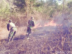 Hutan 2,5 Hektare di Gunung Orak-arik Trenggalek Terbakar Hutan 2,5 Hektare di Gunung Orak-arik Trenggalek Terbakar