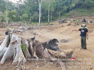 Hutan Gunung Rinjani Gundul, Begini Awalnya
