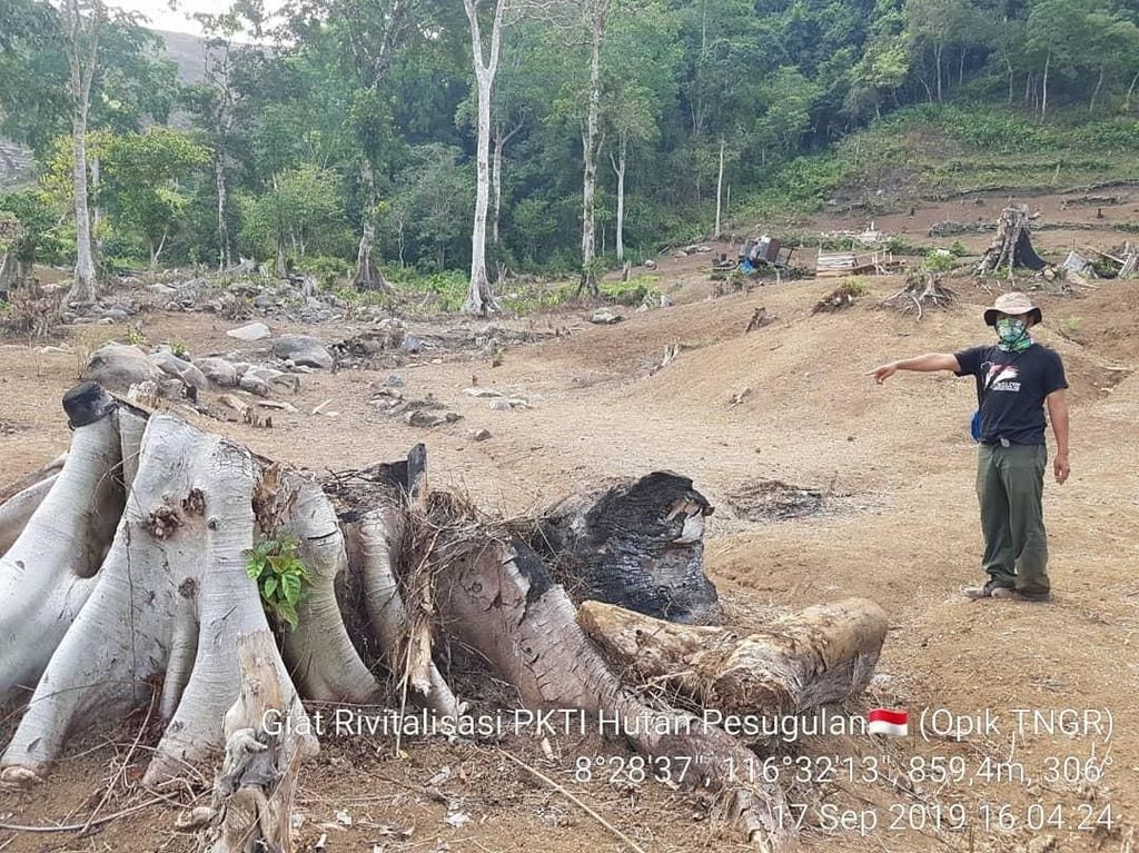 Hutan Gunung Rinjani Gundul, Begini Awalnya Hutan Gunung Rinjani Gundul, Begini Awalnya