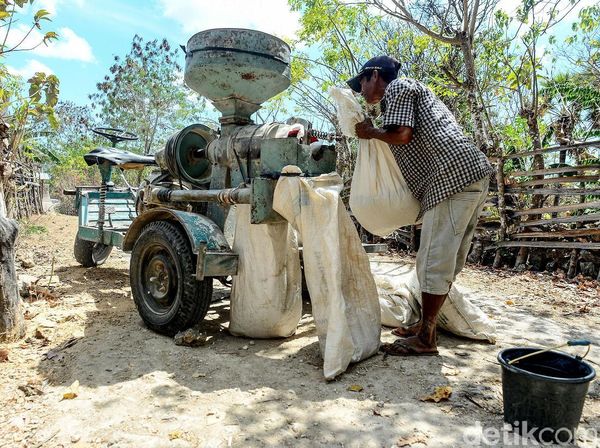 Unik! Ada Mesin Giling Padi Keliling di Pulau Rote