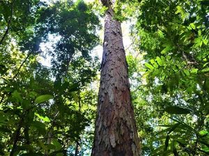Peneliti Temukan Pohon Tertinggi di Amazon