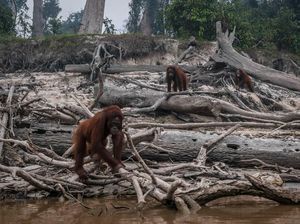 Orang Indonesia Juara Dunia Paling Tidak Percaya Global Warming