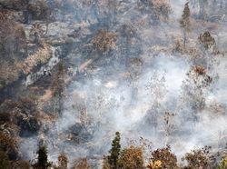 KLHK Segera Eksekusi Perusahaan Pembakar Hutan Kalteng Denda Rp 342 Miliar