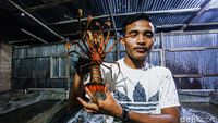 Meraup Untung Lewat Bisnis Ternak Lobster