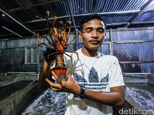Wajib Coba Lobster di Sinabang Wajib Coba Lobster di Sinabang