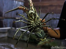 Yakin Ekspor Dibuka? Perburuan Benih Lobster Bisa Makin Marak Lho