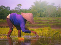 Menanam Padi Untuk Mencari Nafkah.