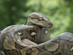 Apakah Ular Sanca Kembang Mematikan? Simak Penjelasannya