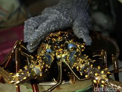 Strategi Edhy Prabowo Jaga Stok Benih Lobster Meski Buka Ekspor