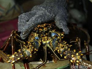 Larang Ekspor Benih Lobster, Dulu Susi Sudah Punya Alternatifnya