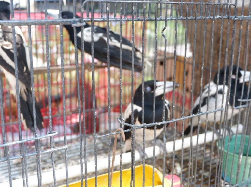 Penyelundupan Satwa Langka dari Papua Digagalkan Penyelundupan Satwa Langka dari Papua Digagalkan