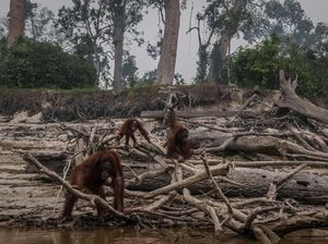 Penuh Risiko, Orang Utan yang Diberondong 24 Peluru Belum Dioperasi