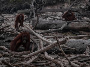 Biodiversitas Jadi Tema Hari Lingkungan Hidup Sedunia 2020