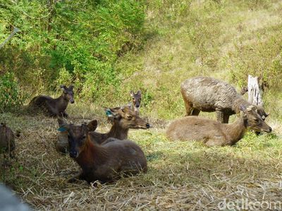 Foto: Rusa-rusa Gagah Ikon Ibu Kota Baru