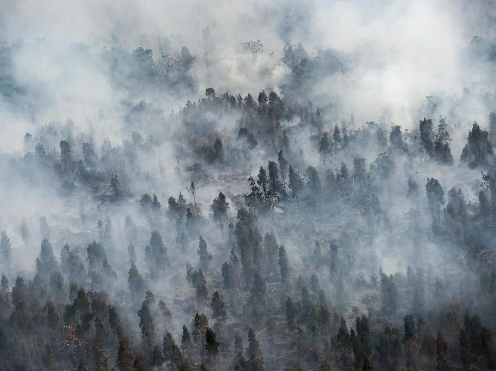 MA Denda Perusahaan Pembakar Hutan Kalteng Rp 342 Miliar