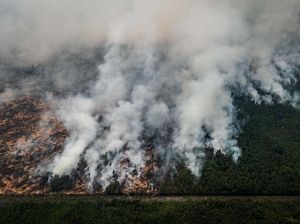 Pengusaha Jawab Tudingan Fadli Zon Soal Biang Kerok Karhutla