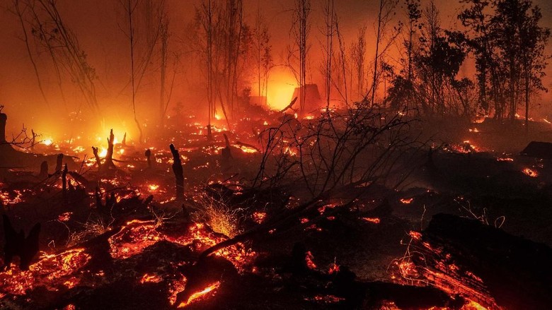 Pengusaha: UU yang Bolehkan Bakar Hutan Harus Direvisi