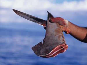 4.030 Kg Sirip Hiu Ilegal Diperdagangkan, KKP Proses Hukum Pelaku 4.030 Kg Sirip Hiu Ilegal Diperdagangkan, KKP Proses Hukum Pelaku