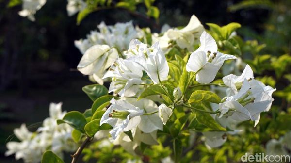 Foto: Taman Bunga Cantik di Jantung Ibu Kota Baru