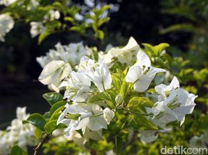 Foto: Taman Bunga Cantik di Jantung Ibu Kota Baru Foto: Taman Bunga Cantik di Jantung Ibu Kota Baru