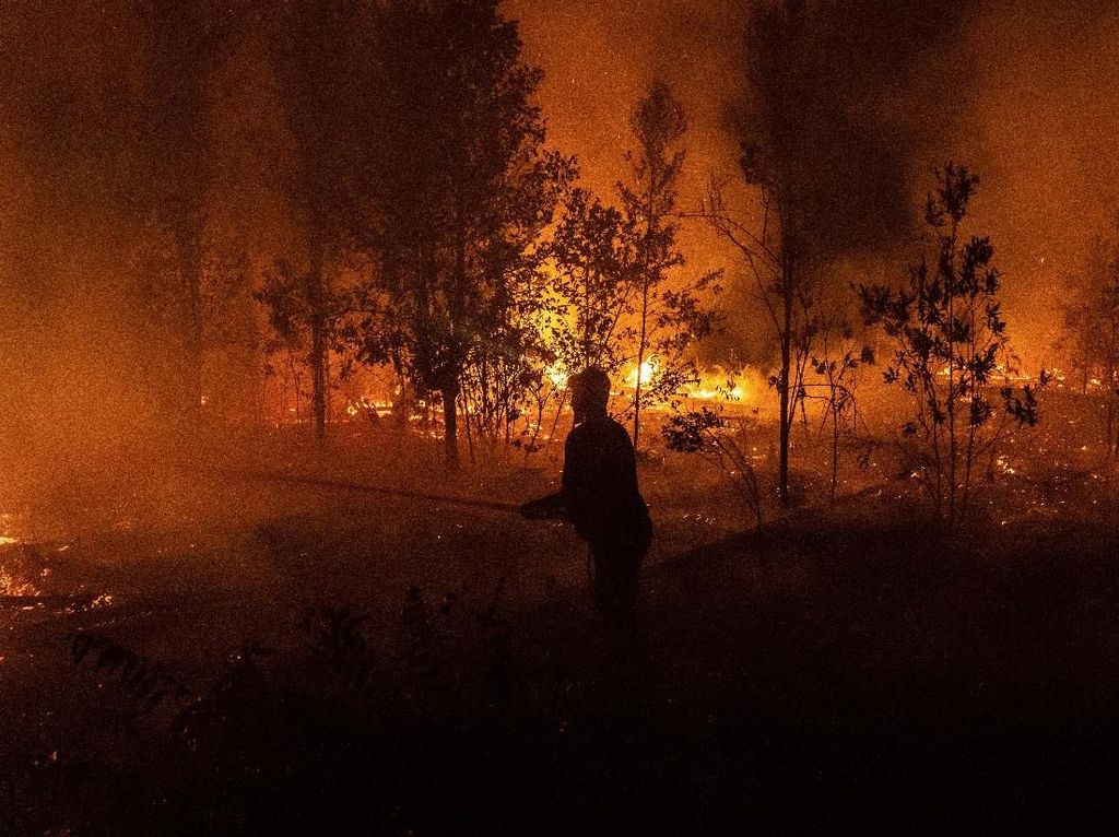 Tok! Perusahaan Pembakar Hutan di Melawi Kalbar Dihukum Rp 917 Miliar