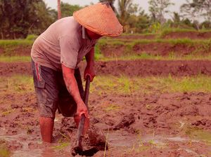 Bapak Petani Mengolah Sawah.