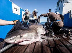 Masih Jadi Menu Kawinan, Ribuan Sirip Ikan Hiu Diselundupkan ke Hong Kong