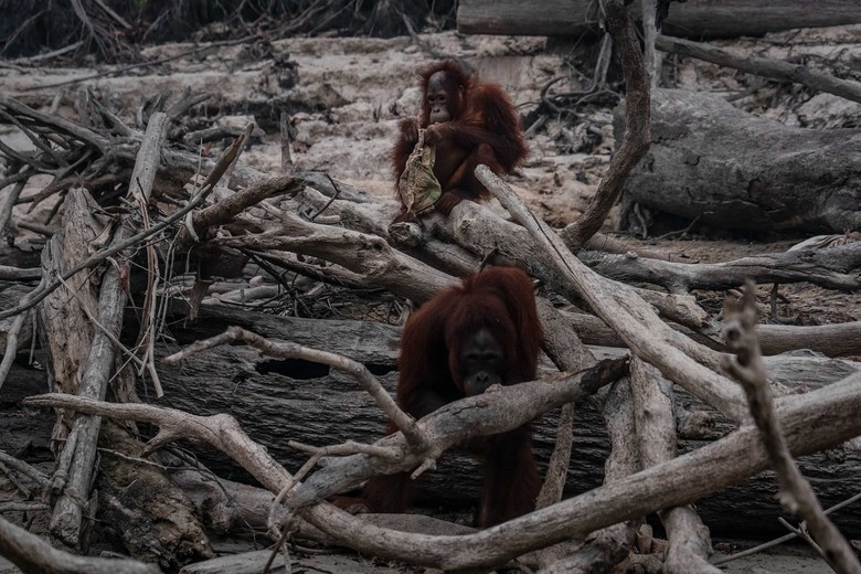 Hari Ke-10 Pemadaman Kebakaran Lahan Gambut di Riau