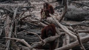 Miris! Karhutla Kalimantan Bikin Orangutan Tak Punya Rumah