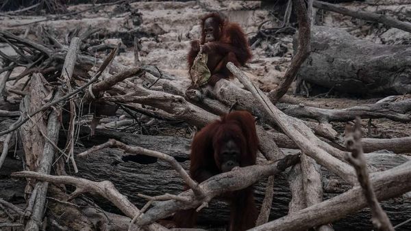 Miris! Karhutla Kalimantan Bikin Orangutan Tak Punya Rumah