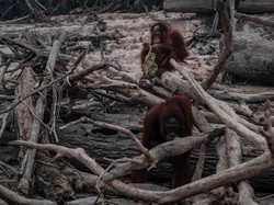 Tatapan Nanar Orang Utan dalam Kepungan Asap