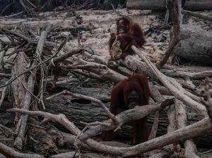 Miris! Karhutla Kalimantan Bikin Orangutan Tak Punya Rumah Miris! Karhutla Kalimantan Bikin Orangutan Tak Punya Rumah