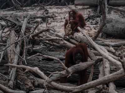 Miris! Karhutla Kalimantan Bikin Orangutan Tak Punya Rumah