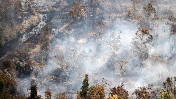 KLHK: 14 Perusahaan Asing Disegel Diduga Penyebab Karhutla