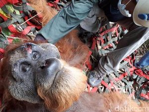 Orang Utan Tapanuli Ditemukan Terluka di Sumut