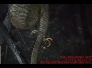 Begini Cerita Penemuan Ular Berkaki di Indragiri Hulu Begini Cerita Penemuan Ular Berkaki di Indragiri Hulu