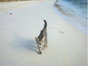 Foto: Perkenalkan Gracie, Si Kucing Pantai
