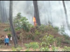 Hutan Pinus di Gunung Geulis Learning Center Brebes Terbakar
