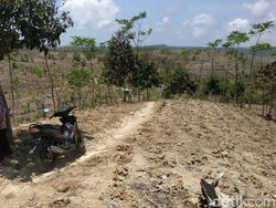 Jeritan Petani Jagung Tulungagung Gegara Pupuk Subsidi Masih Diblokir