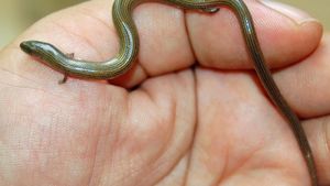 Ular Berkaki, Dari Mitos Sampai Fakta Ilmiah